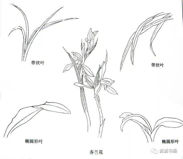 要有长短·高低错落,使之有节奏感,不可平齐; 兰花一般为五瓣,结构