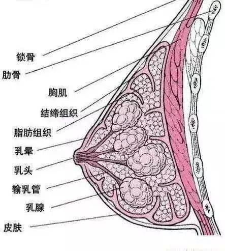 按摩乳房引发大抢救,这个病例为所有女性敲响警钟!