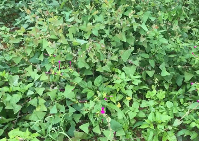 的野草,相信很多土生土长的农村人都不陌生吧,三角形的叶子长得真特别