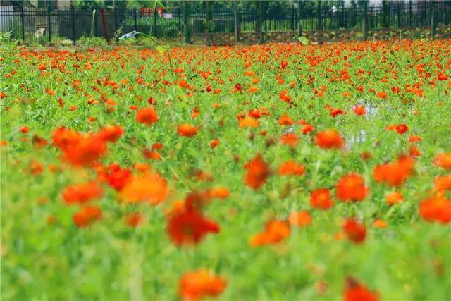 冷杉良田花海影视基地即将唱响我和