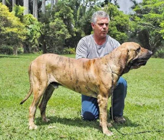 最酷的十大护卫猛犬,每一种都在挑战你蠢蠢欲动的内心