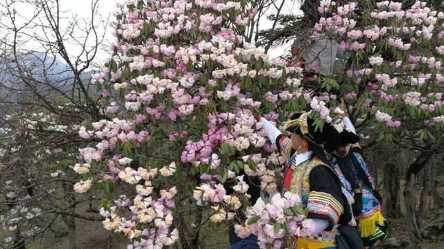 【网络中国节·端午】快看！甘南舟曲的采花节上央视《新闻联播》了