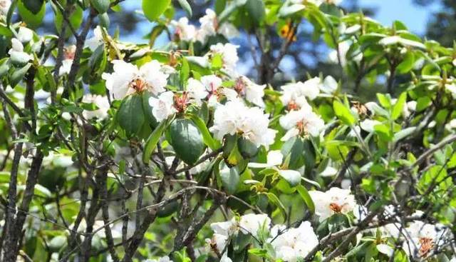 【网络中国节·端午】快看！甘南舟曲的采花节上央视《新闻联播》了