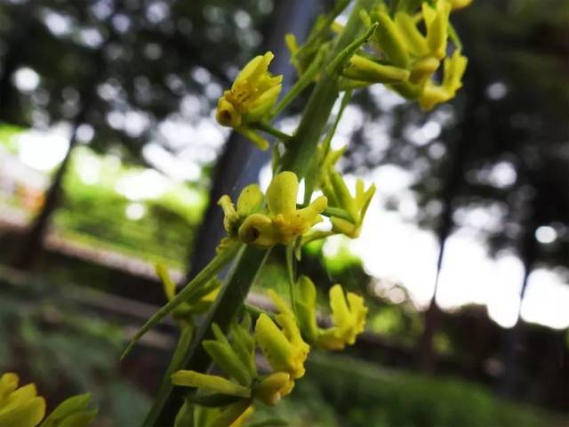 花是天南星科典型的肉穗花序,上部是雄花序,下部是雌花序,也有的花
