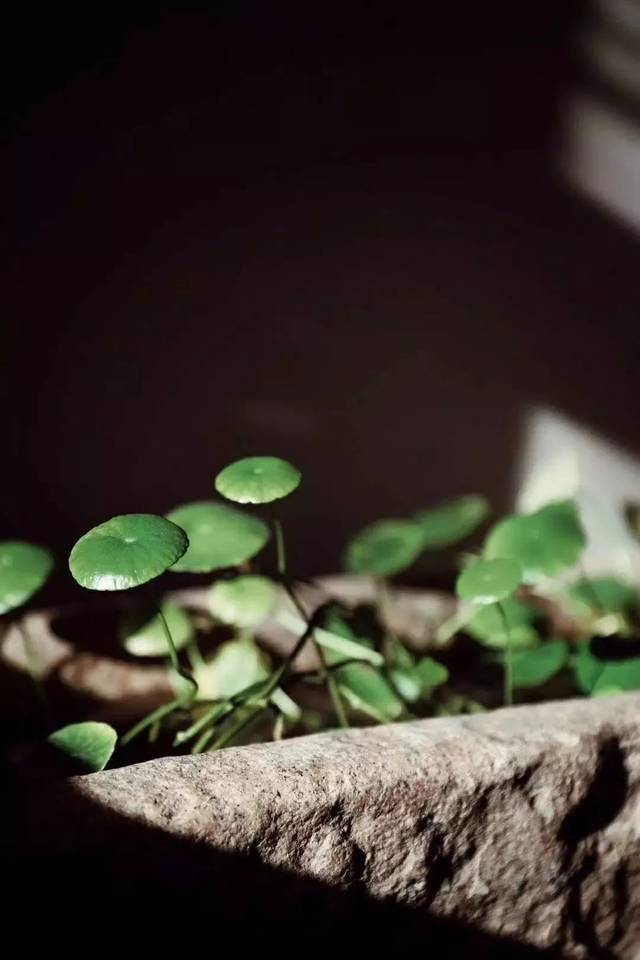 《人间词话》读后感