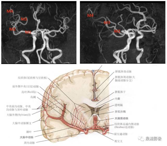 原创推荐 | 颈部及脑动脉详细影像分段及常见变异