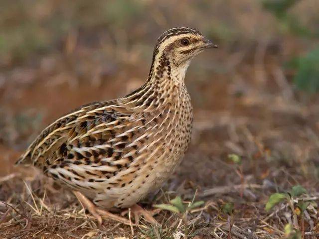 ▍日本鹌鹑母鸟.图片:carolinabirds.org