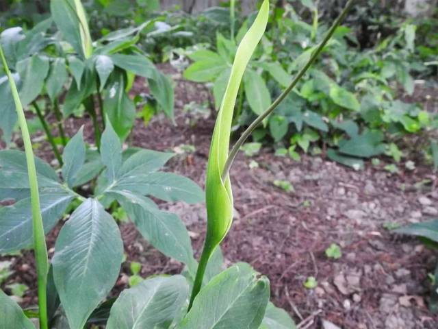 天南星arisaema heterophyllum