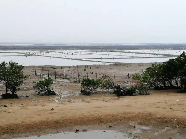 特区新闻调查丨消失的红树林