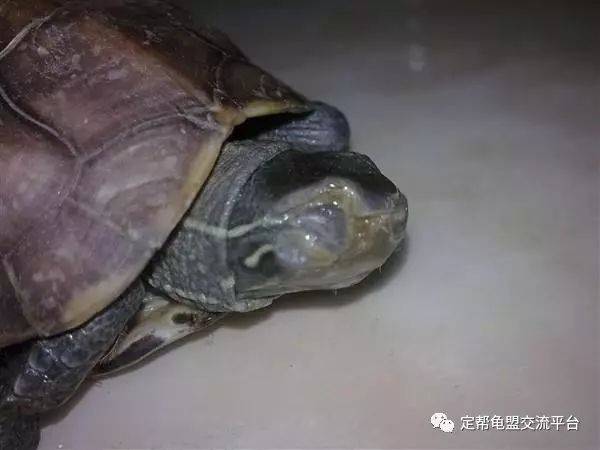 5,白眼病(结膜炎)