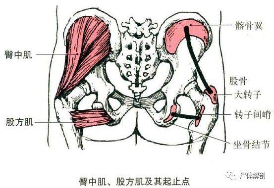 臀部深层肌肉运动解剖分析