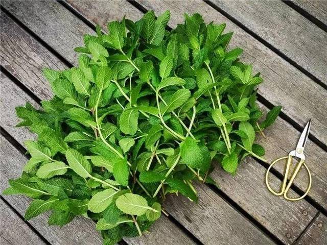 家里养盆香香草,空气倍儿好,蚊虫都不敢进屋!