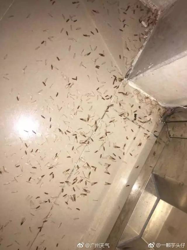 惊吓!福建暴雨过后大水蚁