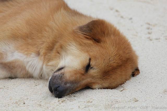 狗狗产后缺钙急救办法有哪些 狗狗产后缺钙的表现症状