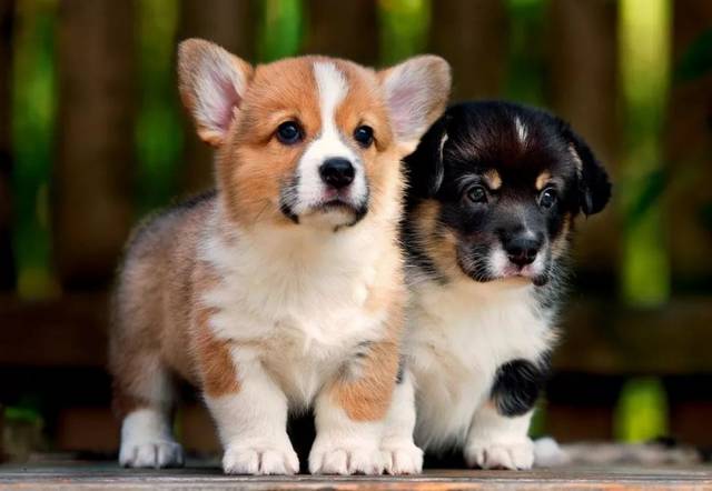 你知道柯基犬有多少种类 它们都有什么样的起源与形态特点呢