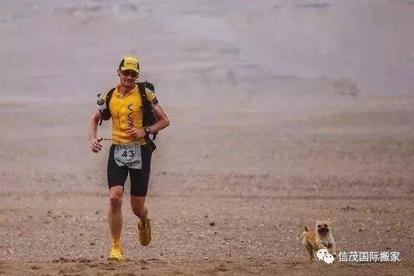 一只中国流浪狗红遍全球!还见了英国女王?最萌