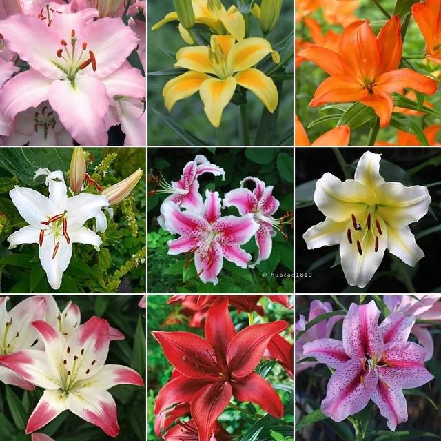 美国最美的10种花是这些,我国是哪些呢?