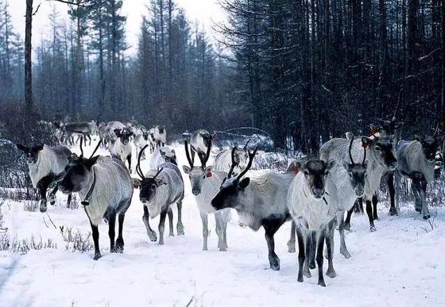 呼伦贝尔市根河市敖鲁古雅鄂温克族乡 驯鹿文化