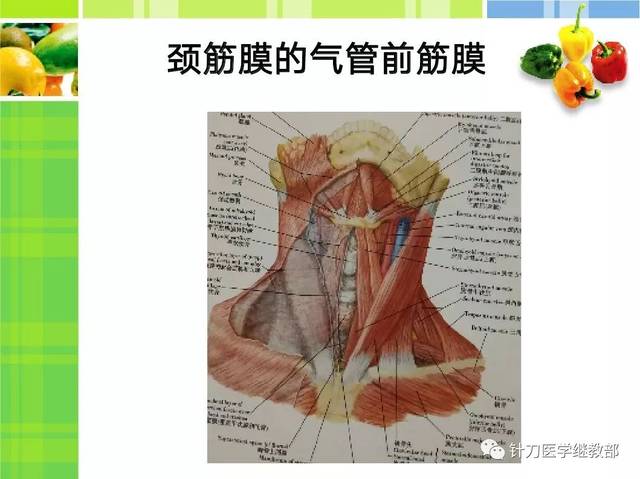 颈前筋膜套针刀松解新理念--吴才华