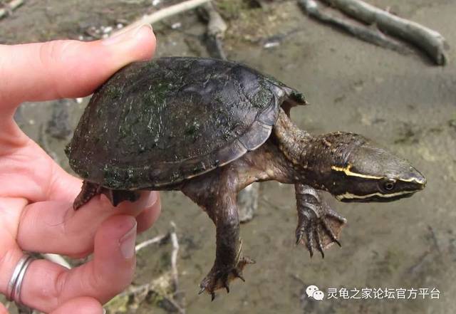 麝香龟 common musk turtle sternotherus odoratus