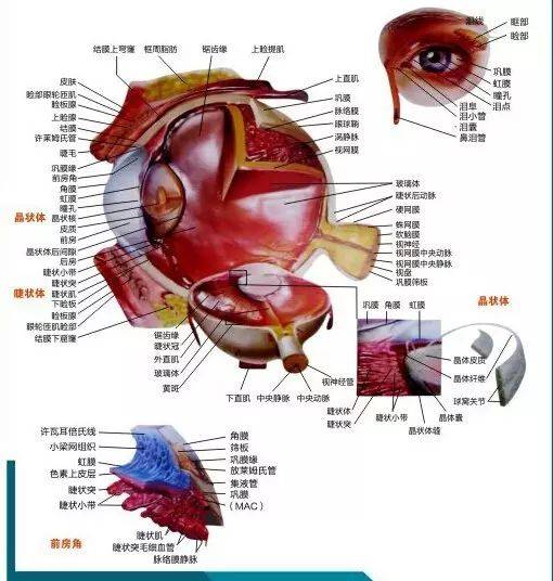 人体眼睛解剖(精彩图集)