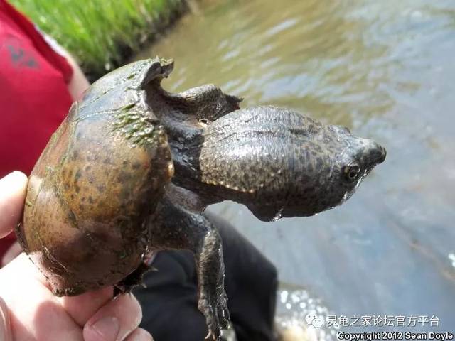 阿拉巴马巨头麝香龟 intermediate musk turtle