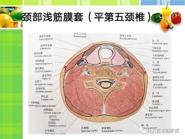 颈前筋膜套针刀松解新理念--吴才华