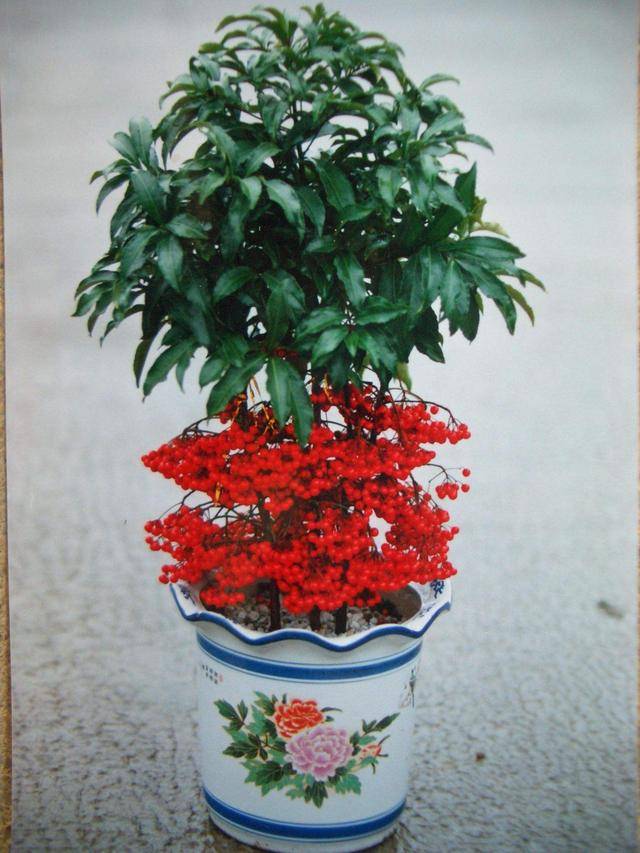 想要人丁兴旺养什么植物最适宜