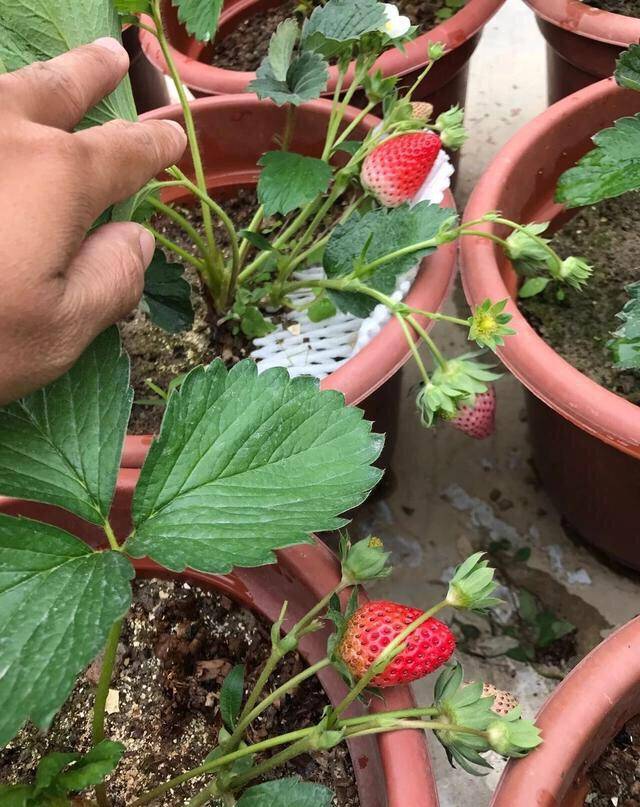 家庭如何种植草莓