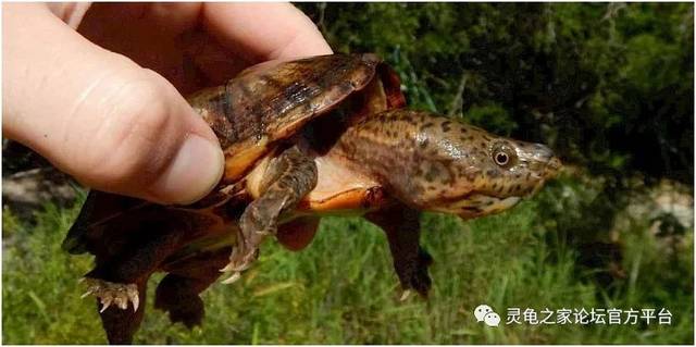 虎纹麝香龟 stripe-necked musk turtle sternotherus minor peltifer