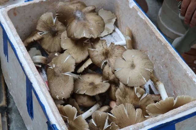 尝尝鲜,春华路乐山市商业银行旁边的街口就有个斗鸡菇临时销售市场哦