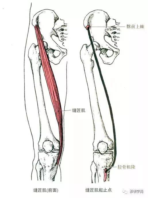 是人体中最长的肌肉,呈梭形. 起点:髂前上棘. 止点:胫骨粗隆内侧面.