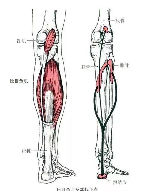 比目鱼肌起自胫骨和腓骨后上部 止点:跟结节.