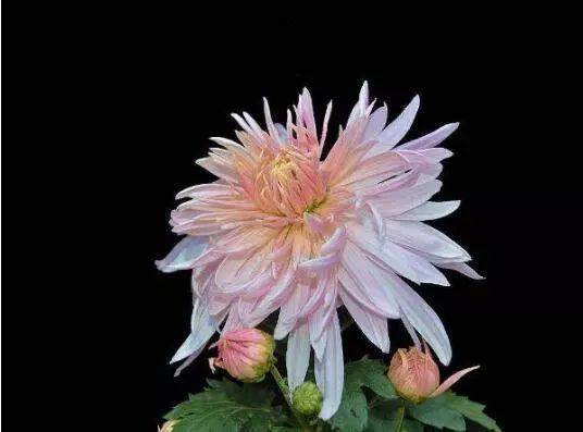 【第1183期】中国国花是什么花,中国国花至今