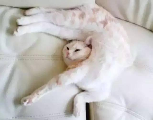 为什么伸懒腰会很酸爽?大家一起动起来!