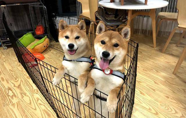 《向往的生活》连导演都有了后援会?记录日常