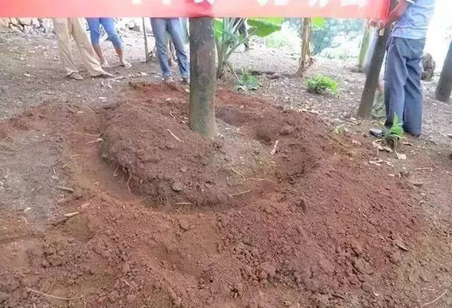 多效唑在果树上的施用方法