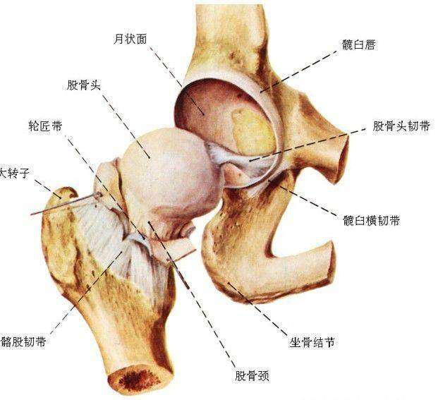 (如:前屈式), 伸展(如:骆驼式), 外展(如:坐角式), 内收(如:牛面式)