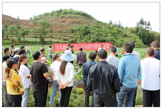 增加烤烟种植技术含量,富源县十八连山镇举办2019年烤烟中耕管理培训