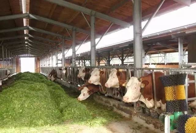 农村养10头牛,需要投资多少,利润多大!