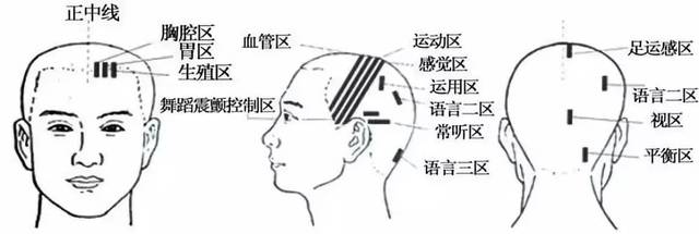 人体全息图【建议收藏】