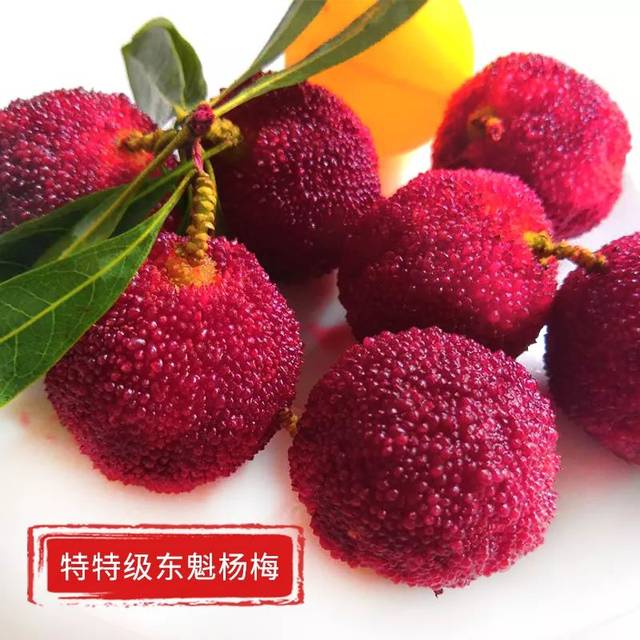 【预售开启】新鲜上市的仙居东魁杨梅,最大个头堪比乒乓球!