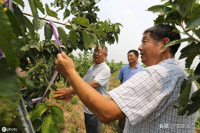 大樱桃夏季摘心,就是为了控制营养生长,促进花芽形成,避免短梢枯死.