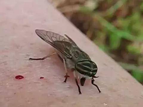 虽然前面几种吸血昆虫叮咬带来的后果严重致死,但要说吸血能力最强的