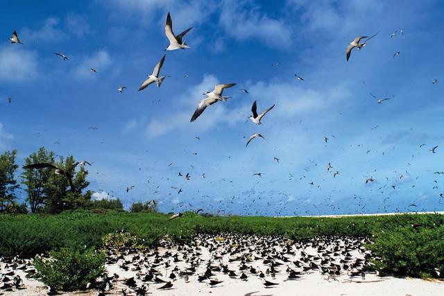 鸟岛——"世界十大生态目的地"