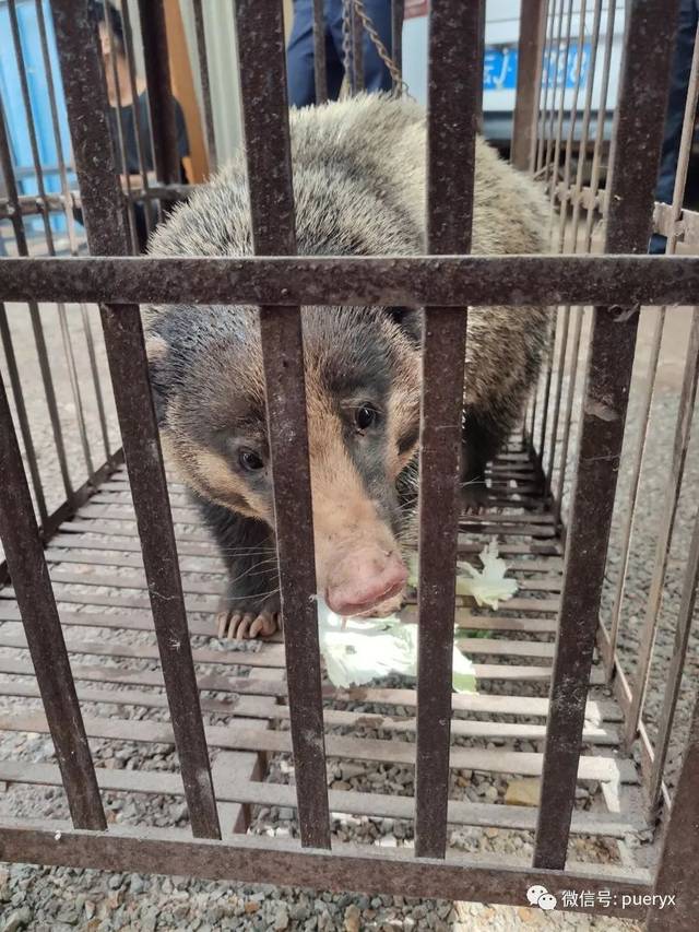 三有保护动物猪獾夜闯猪圈被救助