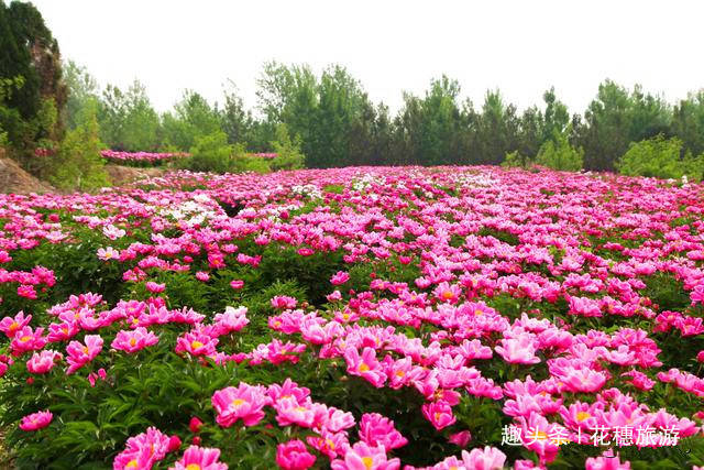 紫云湖畔花如海,万株芍药等客来——邯郸紫云湖公园的