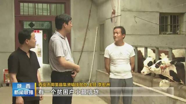 西安市周至县集贤镇扶贫办主任 李宏洲这批牛养到明年6月份就出栏了