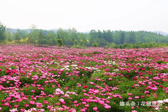 紫云湖畔花如海,万株芍药等客来——邯郸紫云湖公园的