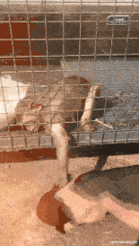 猴哥:你是猪吗?快把俺老孙给救出去啊